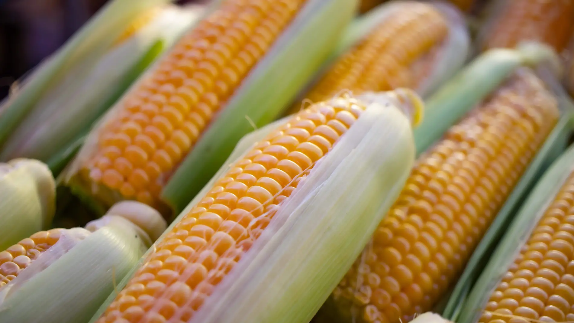 Elote Unsplash